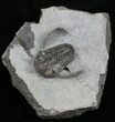 Rare Eifel Cyphaspis Trilobite - Germany #27434-1